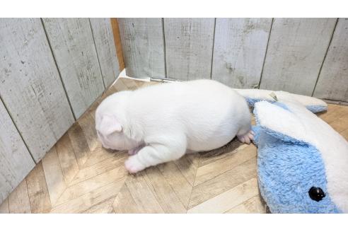 成約済の熊本県のフレンチブルドッグ-385752の20枚目
