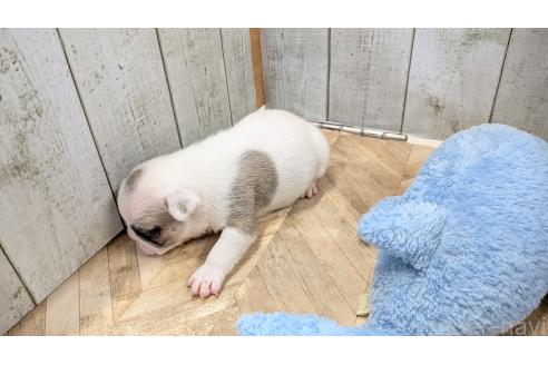 成約済の熊本県のフレンチブルドッグ-384970の6枚目