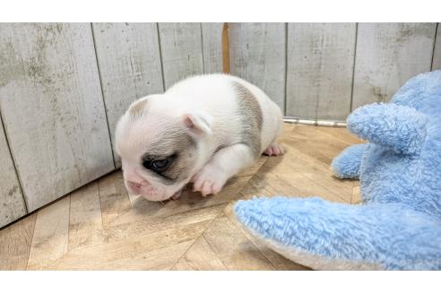 成約済の熊本県のフレンチブルドッグ-384970の5枚目