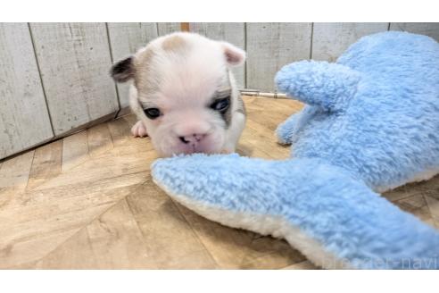 成約済の熊本県のフレンチブルドッグ-384970の4枚目