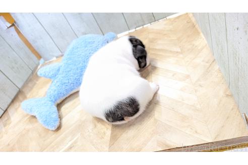 成約済の熊本県のフレンチブルドッグ-385751の5枚目
