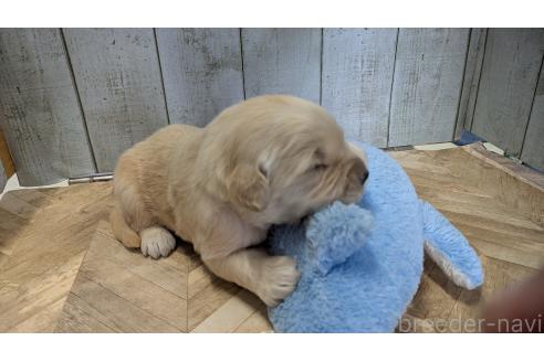 販売中の熊本県のゴールデンレトリーバー-385762の32枚目