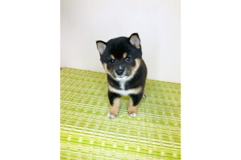 販売中の広島県の豆柴-386765の5枚目