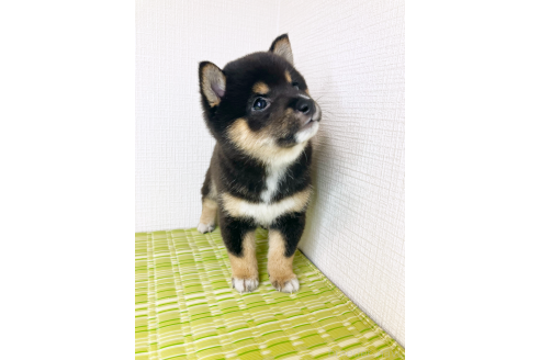 販売中の広島県の豆柴-386765の4枚目