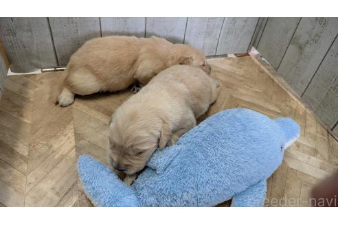 成約済の熊本県のゴールデンレトリーバー-384975の9枚目