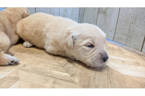 成約済の熊本県のゴールデンレトリーバー-385761の22枚目