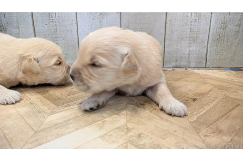 販売中の熊本県のゴールデンレトリーバー-386766の6枚目