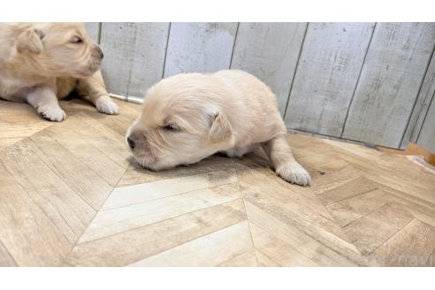 販売中の熊本県のゴールデンレトリーバー-386766の5枚目