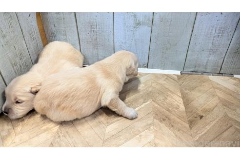 販売中の熊本県のゴールデンレトリーバー-386766の4枚目