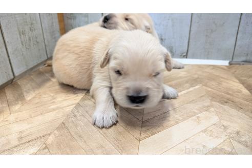 販売中の熊本県のゴールデンレトリーバー-386766の3枚目