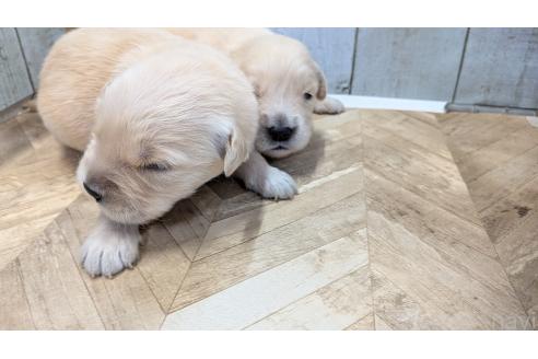 販売中の熊本県のゴールデンレトリーバー-386766の2枚目