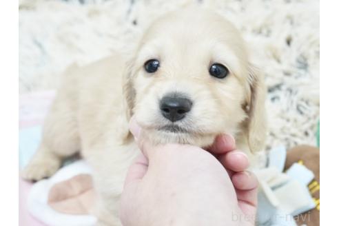 販売中の兵庫県のミニチュアダックスフンド(ロングヘアード)-386776の5枚目