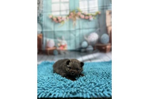 販売中の北海道のポメラニアン-386784の3枚目
