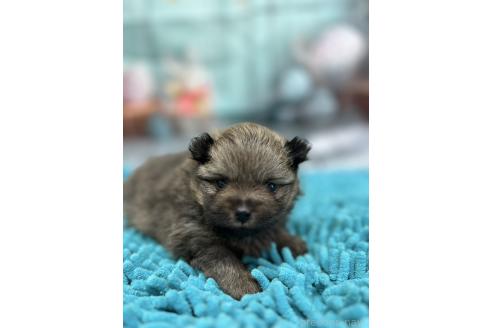 販売中の北海道のポメラニアン-386784の2枚目