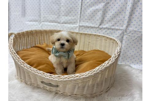 販売中の香川県のマルプー:マルチーズ×トイプードル-386799の4枚目