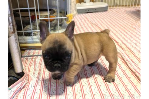 成約済の茨城県のフレンチブルドッグ-384852の5枚目