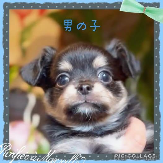 成約済の静岡県のチワプー:チワワ×トイプードル-382503の2枚目