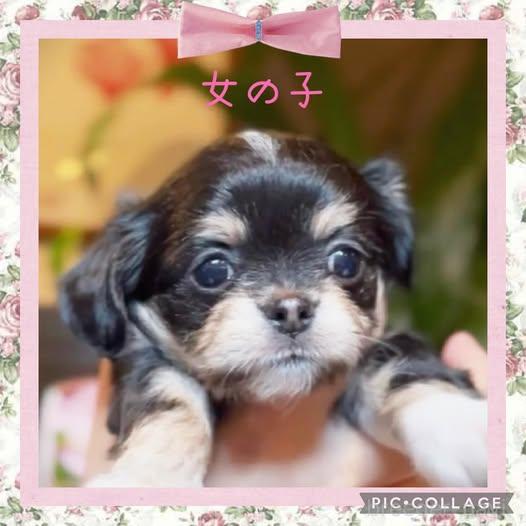 販売中の静岡県のチワプー:チワワ×トイプードル-382505