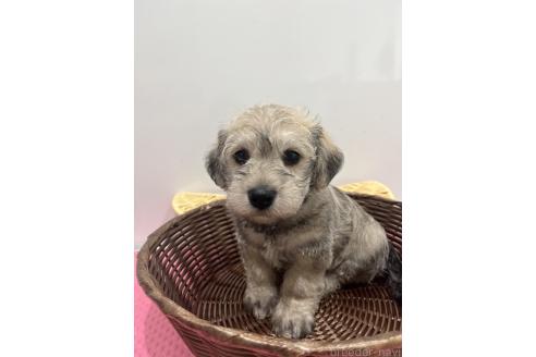 販売中の石川県のミックス犬-386812の4枚目