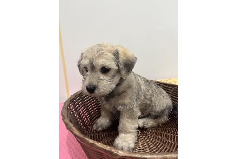 販売中の石川県のミックス犬-386812の3枚目