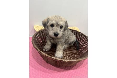 販売中の石川県のミックス犬-386812の2枚目