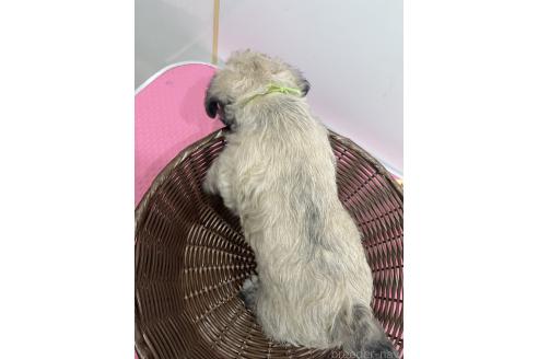 販売中の石川県のミックス犬-386814の2枚目