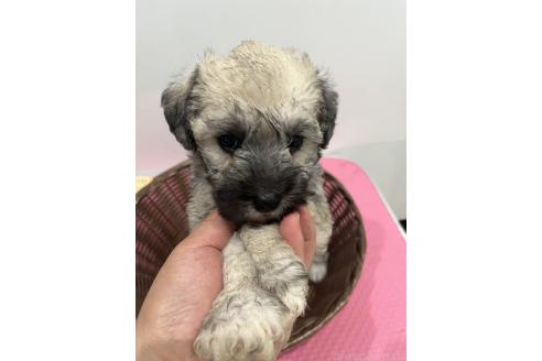 販売中の石川県のミックス犬-386815の4枚目