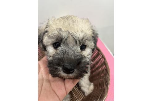 販売中の石川県のミックス犬-386815の3枚目