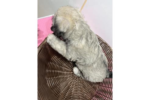 販売中の石川県のミックス犬-386815の2枚目