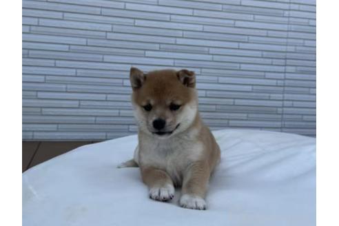 成約済の茨城県の豆柴-382873の4枚目
