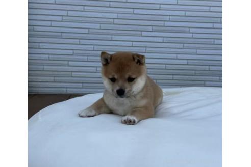 成約済の茨城県の豆柴-382873の3枚目