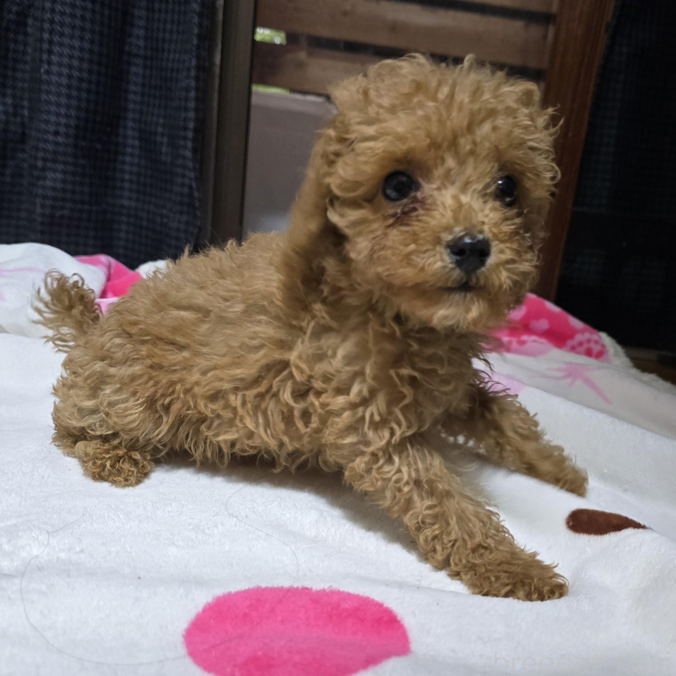 成約済の岡山県のトイプードル-374976の11枚目
