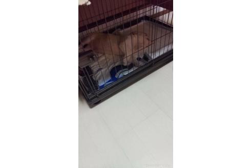 販売中の沖縄県のブルドッグ-386655の3枚目