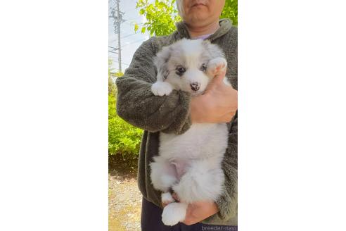 成約済の岐阜県のボーダーコリー-384968の8枚目