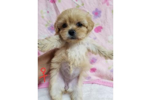 販売中の茨城県のミックス犬-386659の2枚目