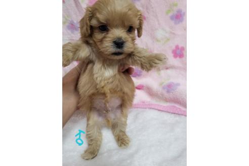 販売中の茨城県のミックス犬-386660の2枚目