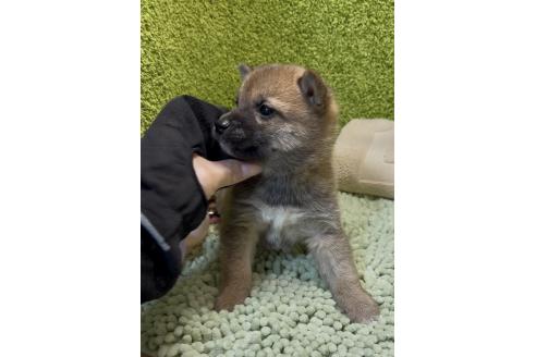 販売中の愛知県の豆柴-386855の6枚目