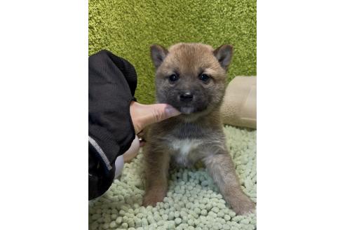 販売中の愛知県の豆柴-386855の5枚目