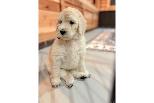 販売中の大分県のスタンダードプードル-381565