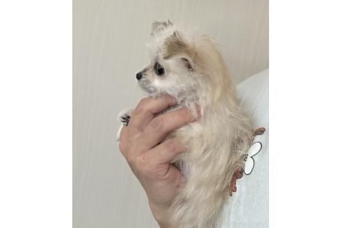 販売中の埼玉県のチワマル:チワワ×マルチーズ-384716の5枚目