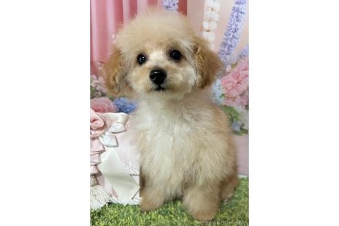 販売中の岡山県のティーカッププードル-377085の17枚目