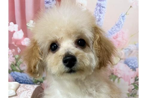 販売中の岡山県のティーカッププードル-377085の16枚目