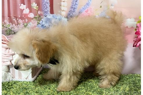 販売中の岡山県のティーカッププードル-377085の15枚目