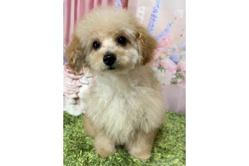 販売中の岡山県のティーカッププードル-377085の14枚目