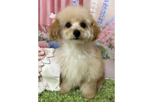 販売中の岡山県のティーカッププードル-377085の13枚目
