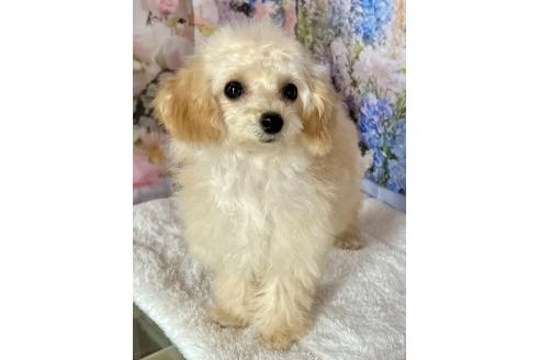 販売中の岡山県のティーカッププードル-377084の5枚目