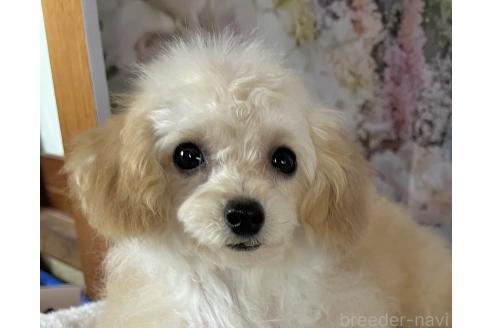 販売中の岡山県のティーカッププードル-377084の4枚目