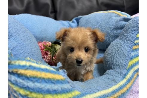 販売中の栃木県のミックス犬-386871の4枚目