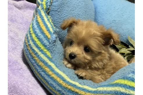 販売中の栃木県のミックス犬-386871の3枚目