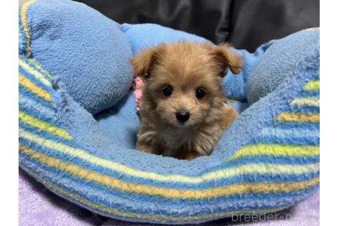 販売中の栃木県のミックス犬-386871の2枚目
